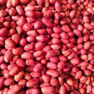 Lạc đỏ, lạc quê mới thu hoạch
