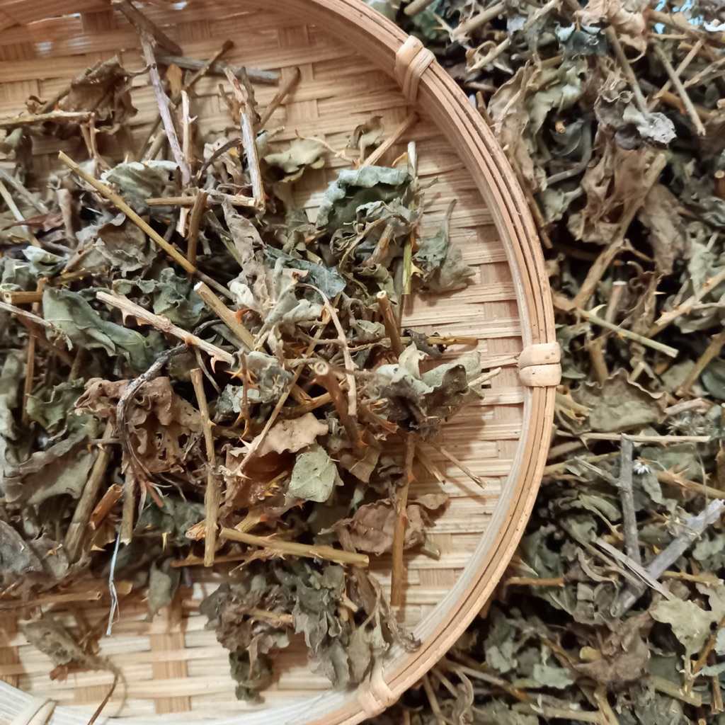 Cà Gai Leo Khô, Trà Cà Gai Leo Thanh Nhiệt, Mát Gan, Giải Độc, Tốt Cho Sức Khoẻ