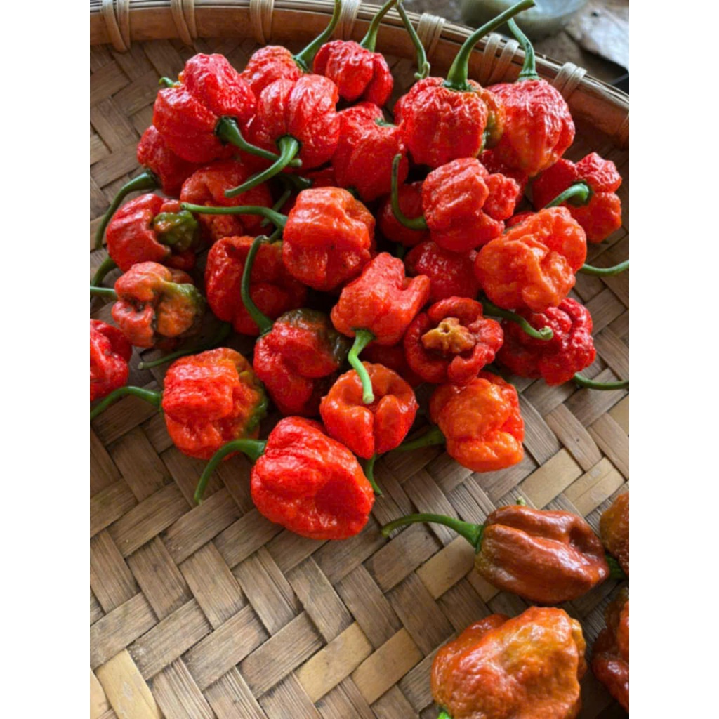 Quả Giống Ớt Cay Nhất Thế Giới Carolina Reaper ( Chín Tươi )