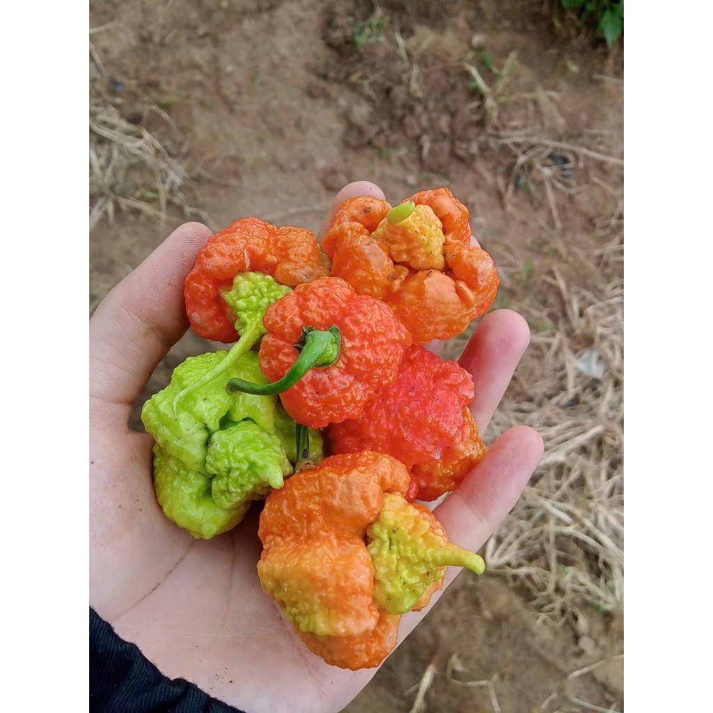 Quả Giống Ớt Cay Nhất Thế Giới Carolina Reaper ( Chín Tươi )