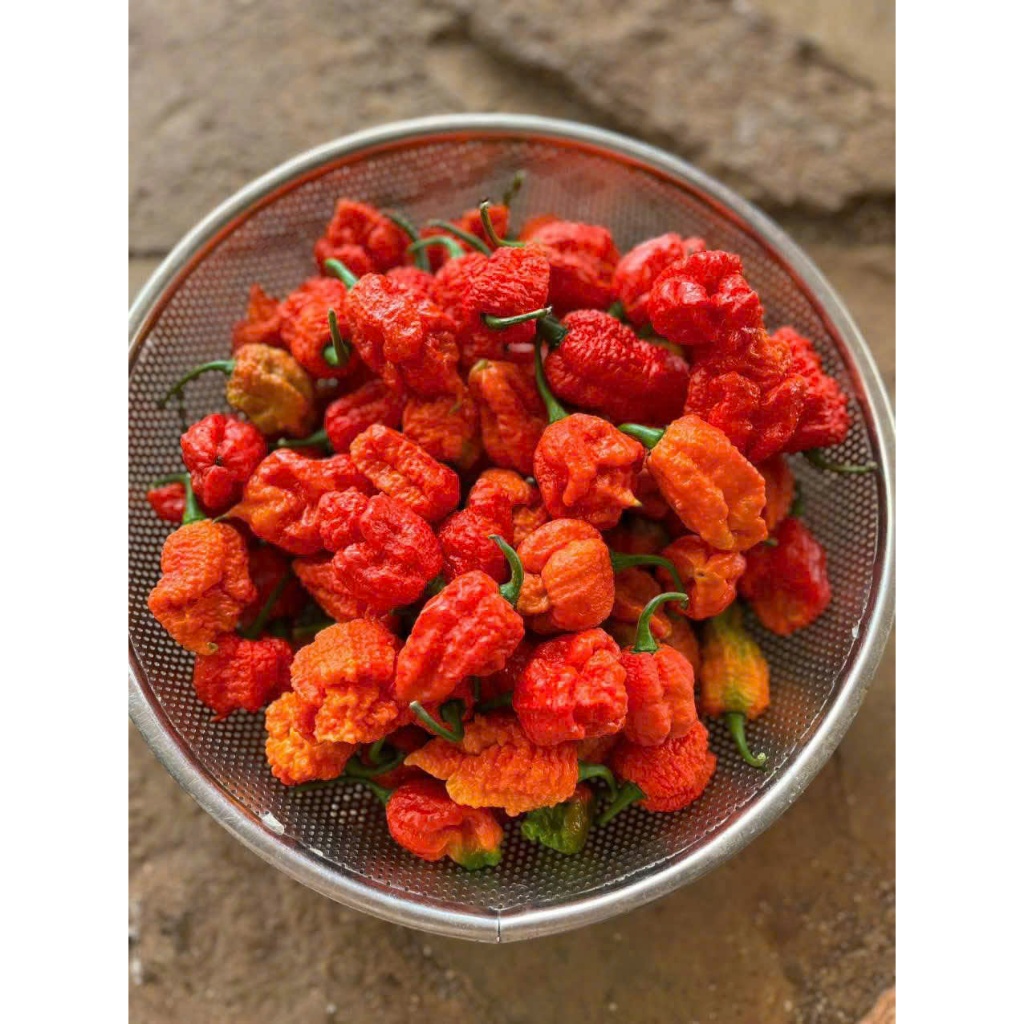 Quả Giống Ớt Cay Nhất Thế Giới Carolina Reaper ( Chín Tươi )