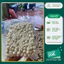 Nhân Mác Ca tách sẵn Hút Chân Không Chất Lượng Cao 1kg