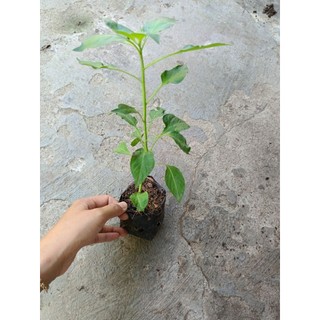 Bầu cây Ớt Sừng Trâu , cây con, mua 5 tặng 1