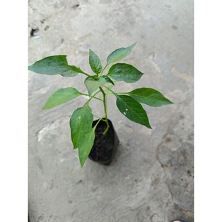 Combo 5 cây ớt chỉ thiên
