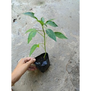 Combo 5 cây ớt chỉ thiên