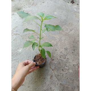 Bầu cây Ớt Sừng Trâu , cây con, mua 5 tặng 1