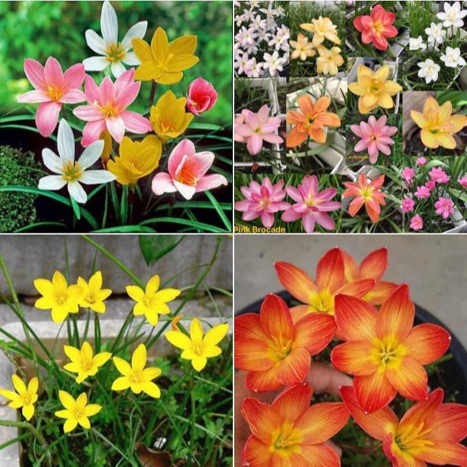 Củ giống hoa huệ mưa ngoại - huệ mua hà lan mix màu ( 1 củ ) - Seeds ...