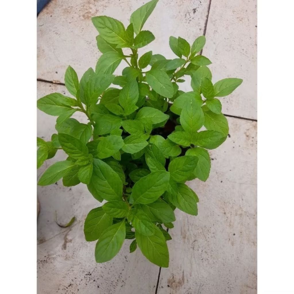 Combo 10 Cây giống húng cây (rau thơm, húng trắng) | Shopee Việt Nam