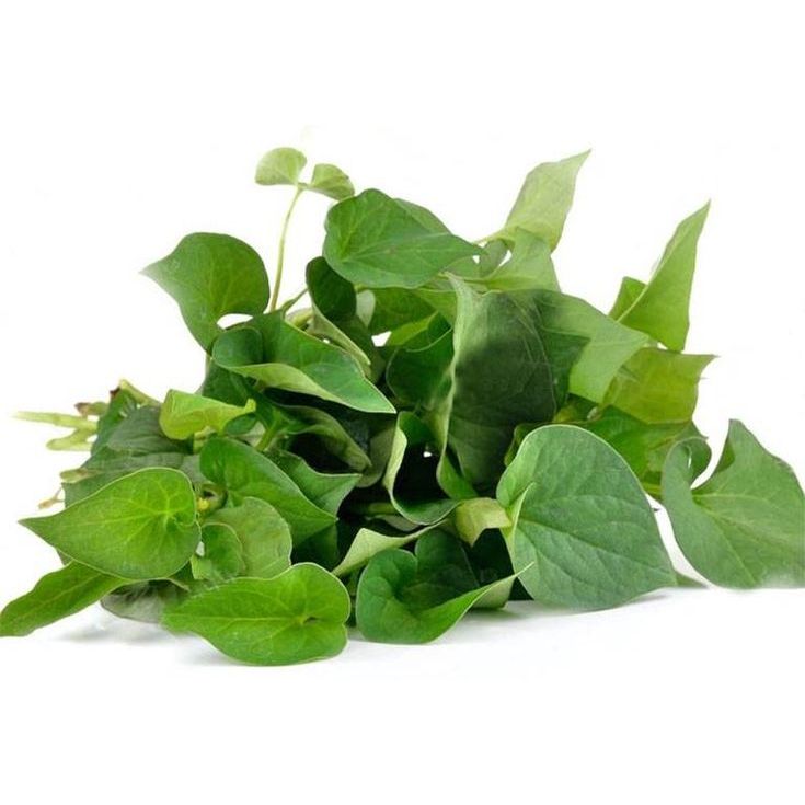 Rau diếp cá sạch vườn trồng, mát gan,đẹp da- Rau sạch dinh dưỡng cho gia đình- Vườn cây Bác Hai Garden