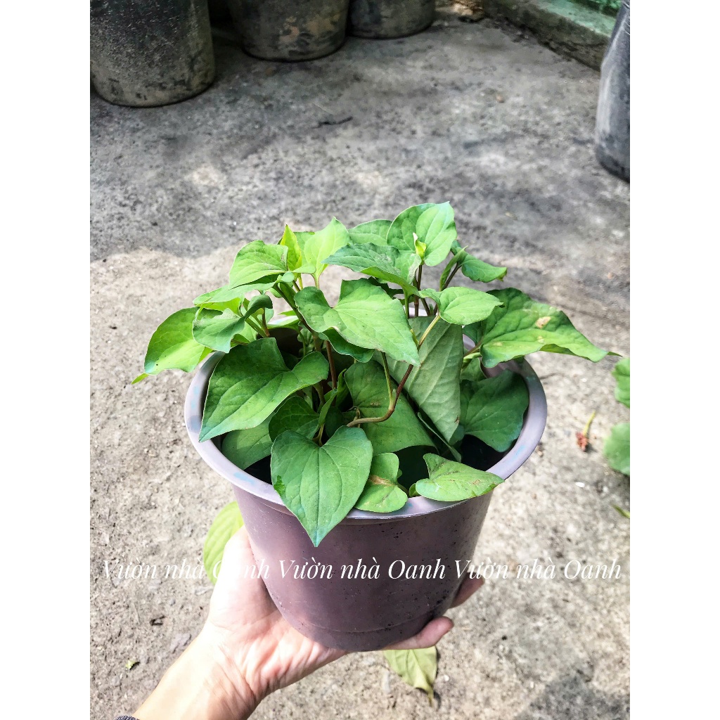 Rau diếp cá sạch vườn trồng, mát gan,đẹp da- Rau sạch dinh dưỡng cho gia đình- Vườn cây Bác Hai Garden
