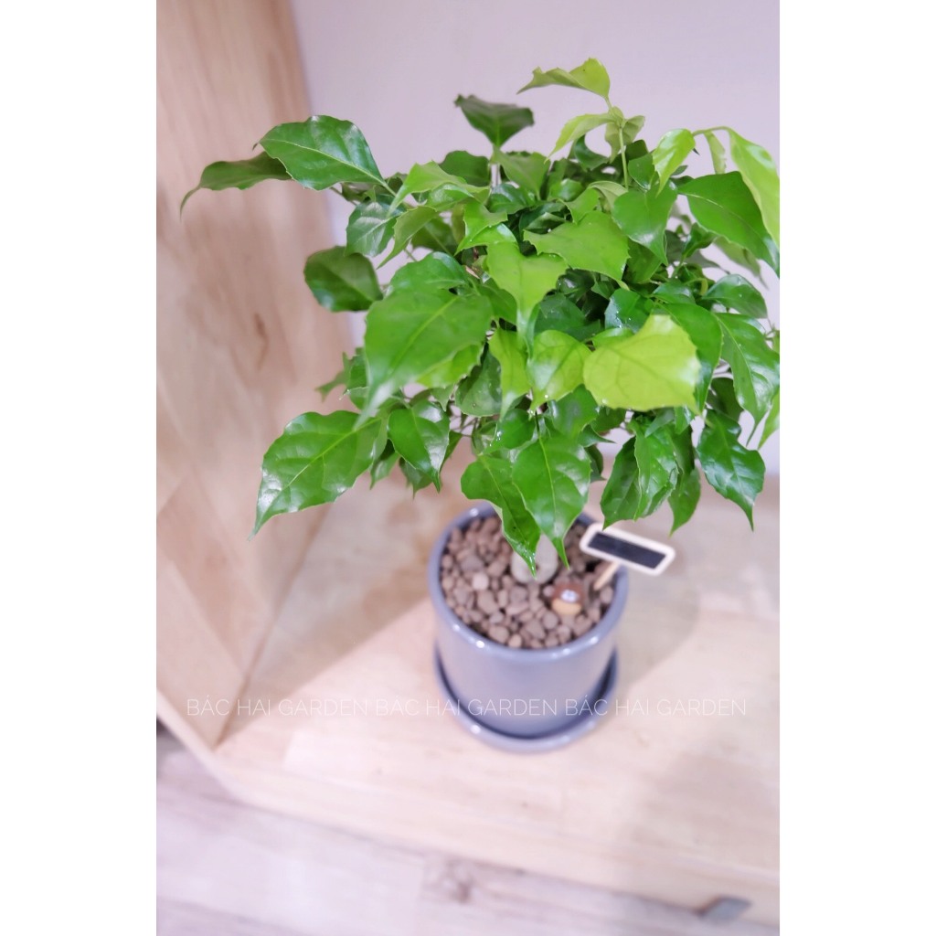 Hạnh phúc để bàn đẹp kèm chậu trang trí văn phòng, nhà ở- Vườn cây nội ngoại thất Bác Hai Garden