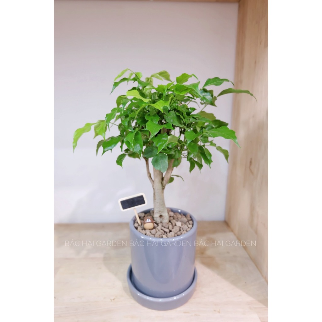 Hạnh phúc để bàn đẹp kèm chậu trang trí văn phòng, nhà ở- Vườn cây nội ngoại thất Bác Hai Garden