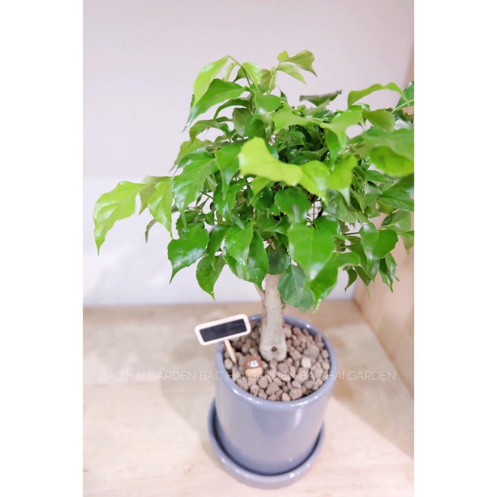 Hạnh phúc để bàn đẹp kèm chậu trang trí văn phòng, nhà ở- Vườn cây nội ngoại thất Bác Hai Garden