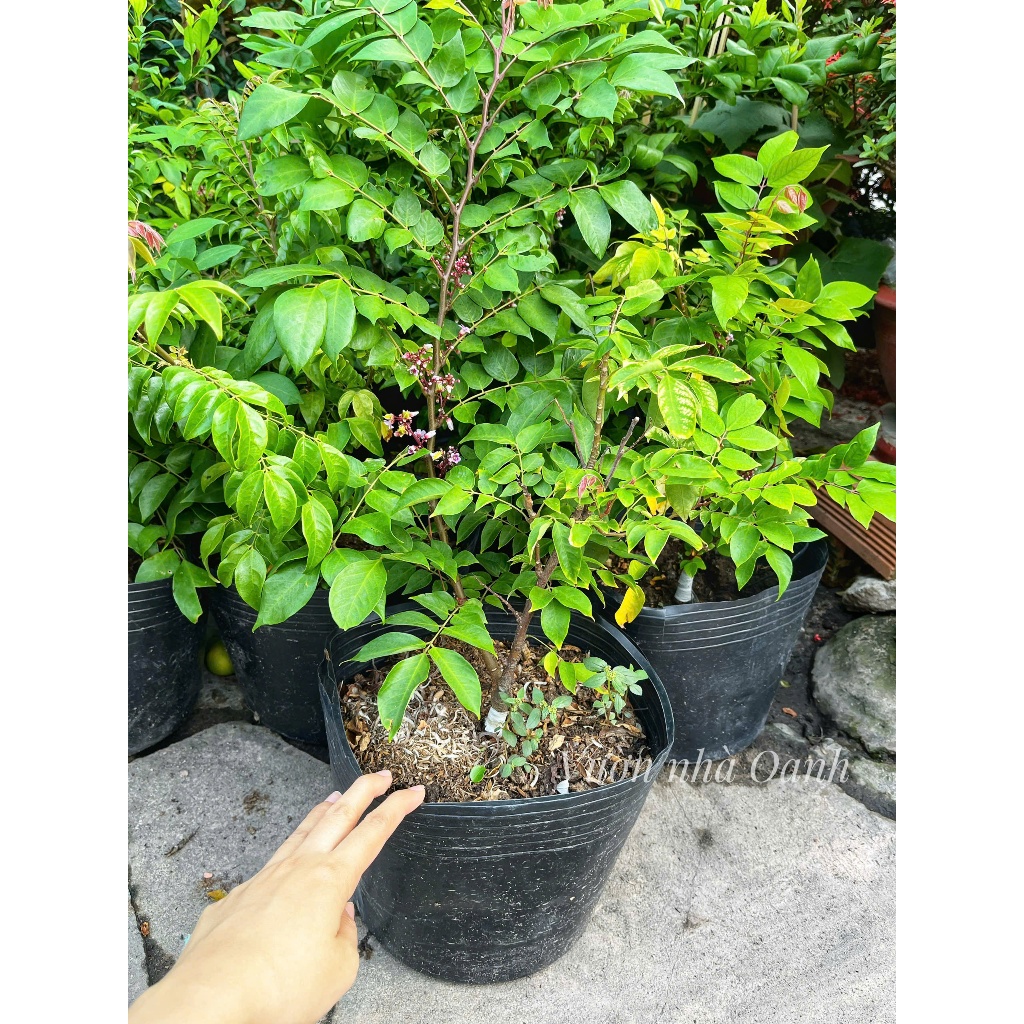 Khế chua- Khế ngọt sạch nhà trồng- Cây giống ươm tại vườn- Vườn cây ăn trái Bác Hai Garden