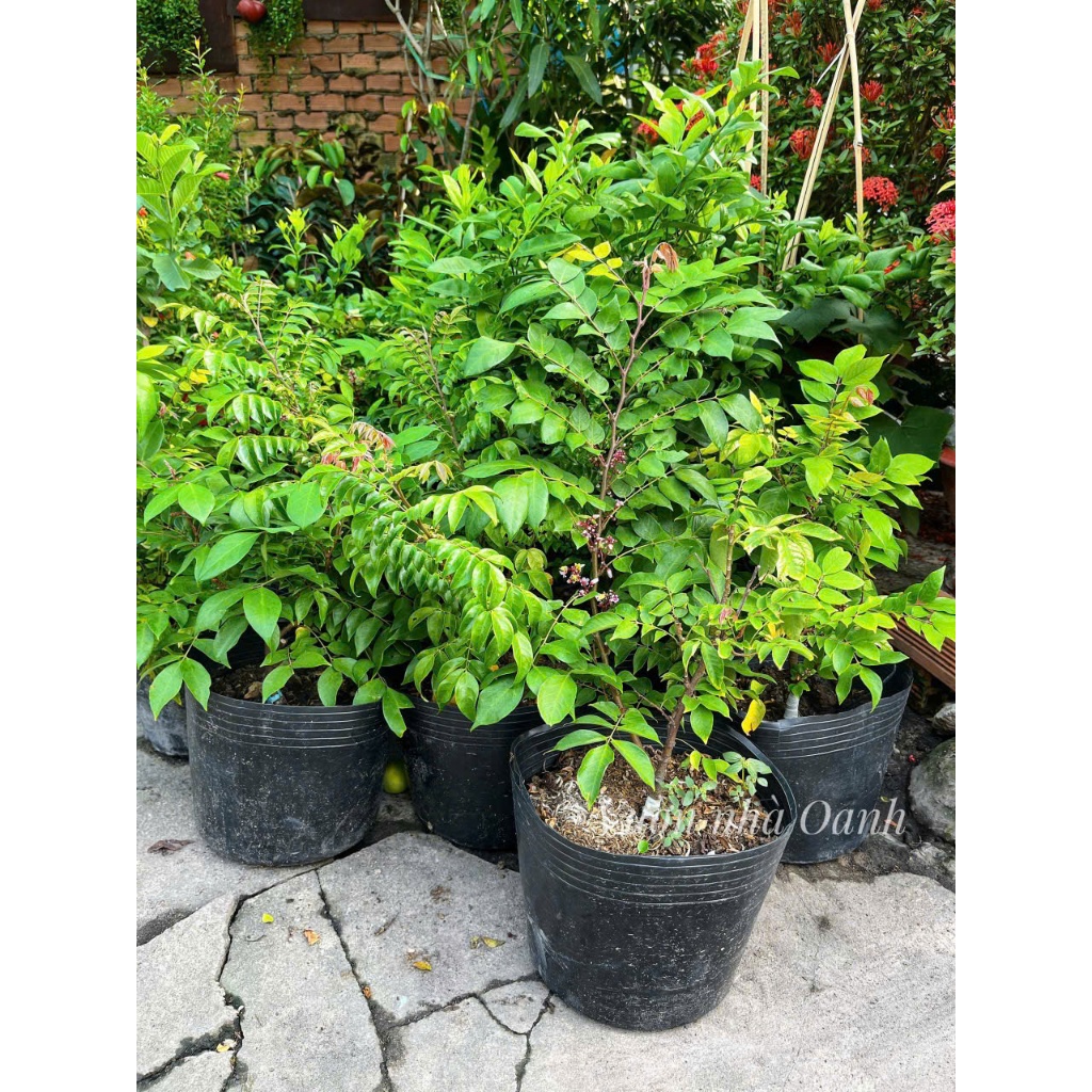 Khế chua- Khế ngọt sạch nhà trồng- Cây giống ươm tại vườn- Vườn cây ăn trái Bác Hai Garden