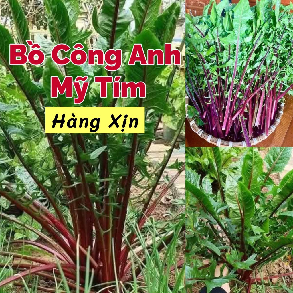 ( NEW) 200 Hạt Giống Bồ Công Anh Tím Mỹ  ❤️ Hàng Xịn Rất Năng Suất