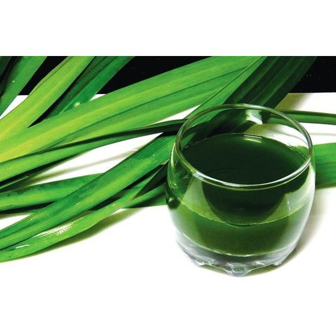 Chậu lá dứa, lá nếp thơm, dùng làm bánh, nguyên liệu không thể thiếu trong các món Việt