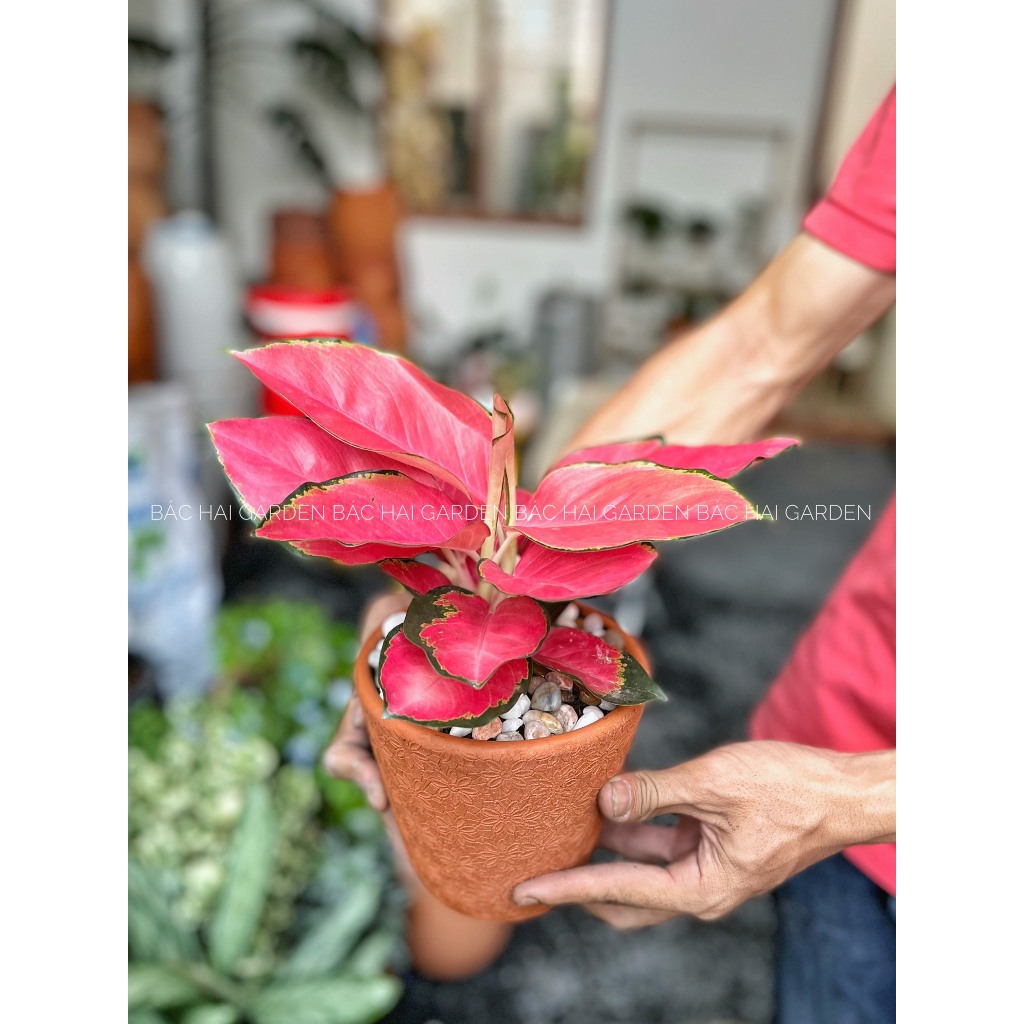 Chậu phú quý lá đỏ- Vạn lộc để bàn trang trí nội thất văn phòng, nhà ở- Vườn cây Bác Hai Garden