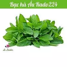 HẠT GIỐNG BẠC HÀ ÂU ( HÚNG CÂY) - CHÍNH HÃNG RẠNG ĐÔNG ( DATE LUÔN MỚI NHẤT)