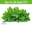 HẠT GIỐNG BẠC HÀ ÂU ( HÚNG CÂY) - CHÍNH HÃNG RẠNG ĐÔNG ( DATE LUÔN MỚI NHẤT)