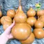 HẠT GIỐNG BẦU HỒ LÔ TN 242 - CHÍNH HÃNG TRANG NÔNG ( DATE LUÔN MỚI NHẤT)
