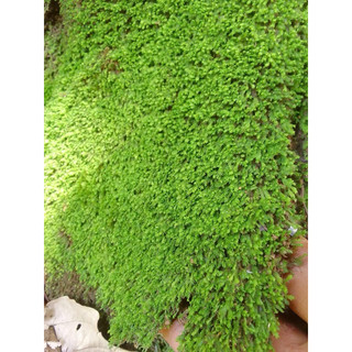 (500gram ) rêu mini fiss vo để ươm cho bể cá thuỷ sinh (hàng chất lượng)