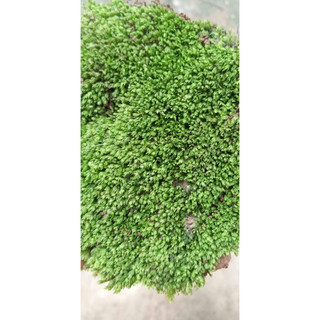 (500gram ) rêu mini fiss vo để ươm cho bể cá thuỷ sinh (hàng chất lượng)