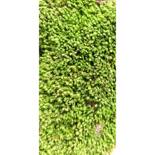 (500gram ) rêu mini fiss vo để ươm cho bể cá thuỷ sinh (hàng chất lượng)