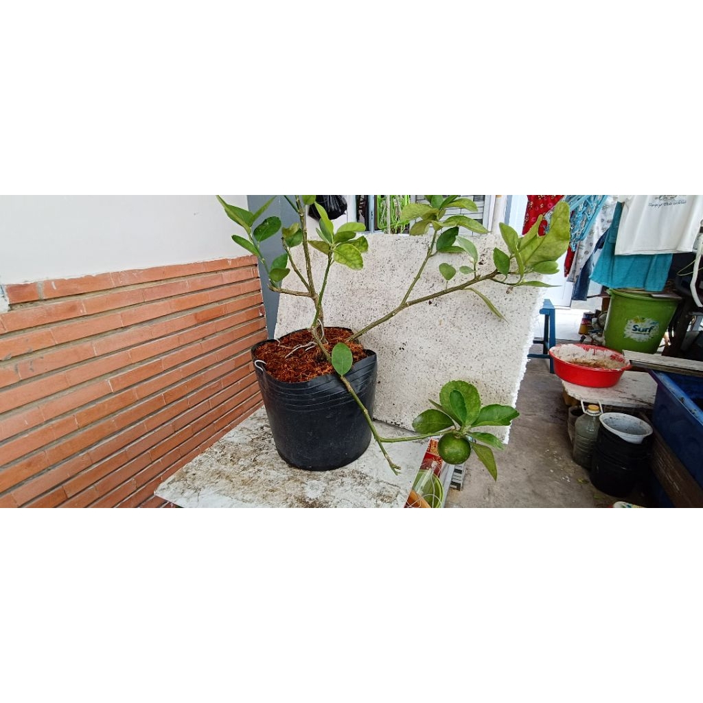 CÂY CHANH KHÔNG HẠT(CÂY CHIẾT, CAM KẾT CÂY SỐNG ĐẾN KHÁCH)