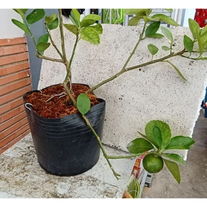 CÂY CHANH KHÔNG HẠT(CÂY CHIẾT, CAM KẾT CÂY SỐNG ĐẾN KHÁCH)