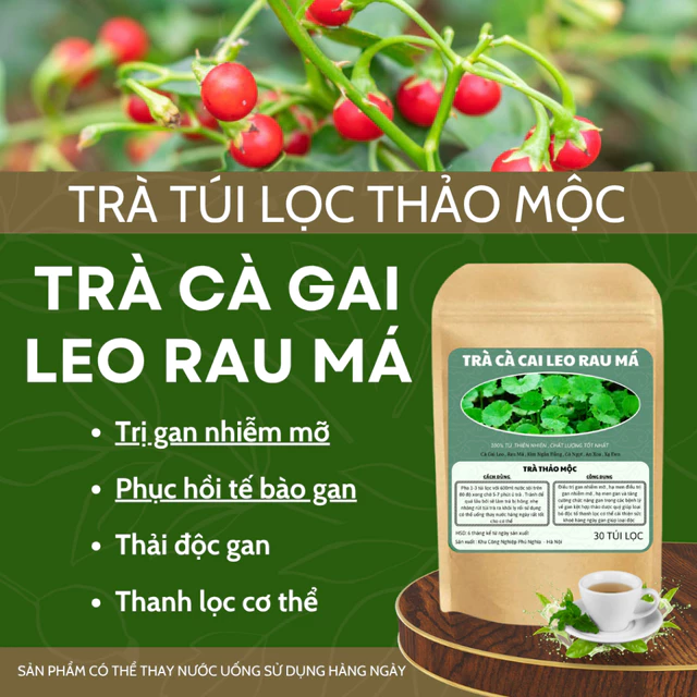 Trà Cà Gai Leo Rau Má . Cà Gai Leo . thanh lọc cơ thể . giải độc gan . tăng cường chức năng gan bảo vệ lá gan. bổ gan