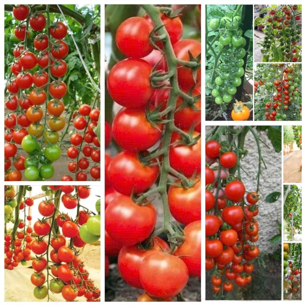 Hạt Giống Cà Chua Bi, Cà Chua cherry, Cà Chua chuỗi ngọc, cà chua đen