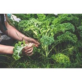 HẠT GIỐNG CẢI KALE XOĂN XANH - CHÍNH HÃNG RẠNG ĐÔNG (DATE MỚI NHẤT)
