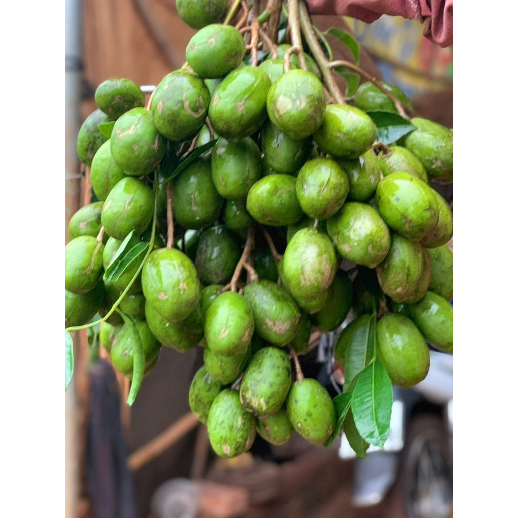 Quả cóc - Giá Tốt, Miễn Phí Vận Chuyển, Đủ Loại | Shopee Việt Nam