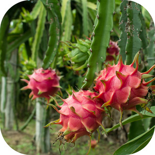 Phân Bò Ủ Vi Sinh Mekong  Bón Lót, Bón Thúc Cây Trồng Giàu Dinh Dưỡng 20dm3