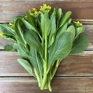 Hạt giống cải xanh non- Dễ trồng, dễ chăm sóc.