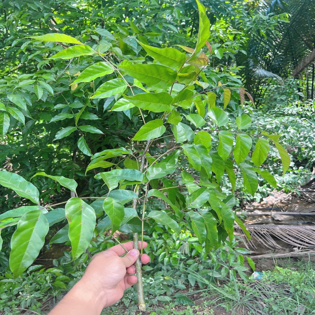 1Kg Nhánh Thân Và Lá Cây Quao Nước, Hàng Tươi | Shopee Việt Nam
