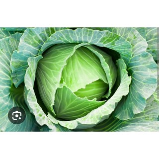 Chậu cây giống bắp cải xanh tốt