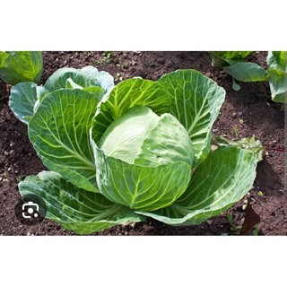 Chậu cây giống bắp cải xanh tốt
