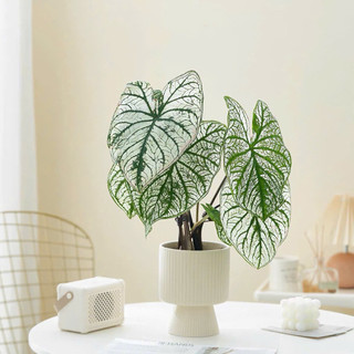 chậu nhựa cắm hoa trang trí , chậu nhựa xinh