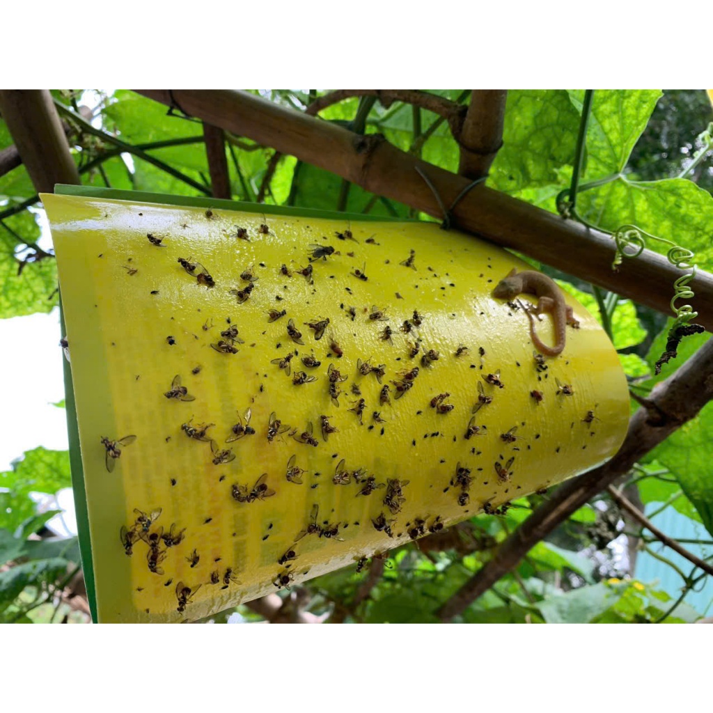 MIẾNG KEO SIÊU DÍNH DIỆT RUỒI VÀNG - BẢO VỆ TRÁI CÂY KHÔNG BỊ ĐỤC QUẢ