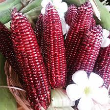 HẠT GIỐNG BẮP ĐỎ NỮ HOÀNG ( BẮP TÍM) - CHÍNH HÃNG NOVA ( DATE MỚI NHẤT)