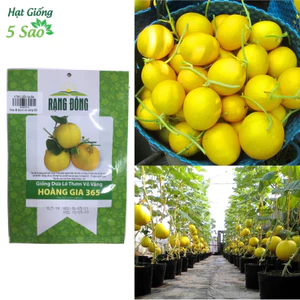 HẠT GIỐNG DƯA LÊ THƠM VỎ VÀNG HOÀNG GIA 365 - CHÍNH HÃNG RẠNG ĐÔNG ( DATE MỚI NHẤT)