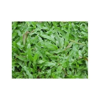 [SỈ 500 Gram) - HẠT giống cỏ lá Gừng Thái, ĐÚNG GIỐNG, CHUẨN GIỐNG, DỄ TRỒNG