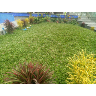 [SỈ 500 Gram) - HẠT giống cỏ lá Gừng Thái, ĐÚNG GIỐNG, CHUẨN GIỐNG, DỄ TRỒNG