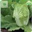 HẠT GIỐNG CẢI THẢO RAMBO - CHÍNH HẠNG RẠNG ĐÔNG ( DATE MỚI NHẤT)