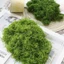 Rêu giả trang trí gốc cây, rêu terrarium, rêu nhung decor tiểu cảnh dạng sợi