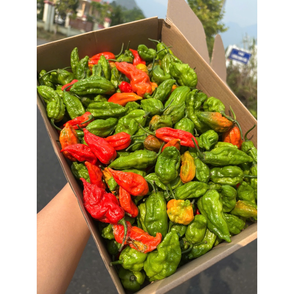 Ớt Trung Đoàn Mường Tè Lai Châu siêu cay Sóc Muối 250gram