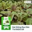 HẠT GIỐNG RAU DỀN TÍA RADO 08 - CHÍNH HÃNG RẠNG ĐÔNG ( DATE MỚI NHẤT)