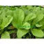 20gr HẠT GIỐNG CẢI BẸ XANH MỠ TRANG NÔNG - CHÍNH HÃNG TRANG NÔNG ( DATE MỚI NHẤT)